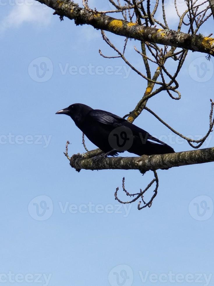 Black Crow perched on a winter branch photo