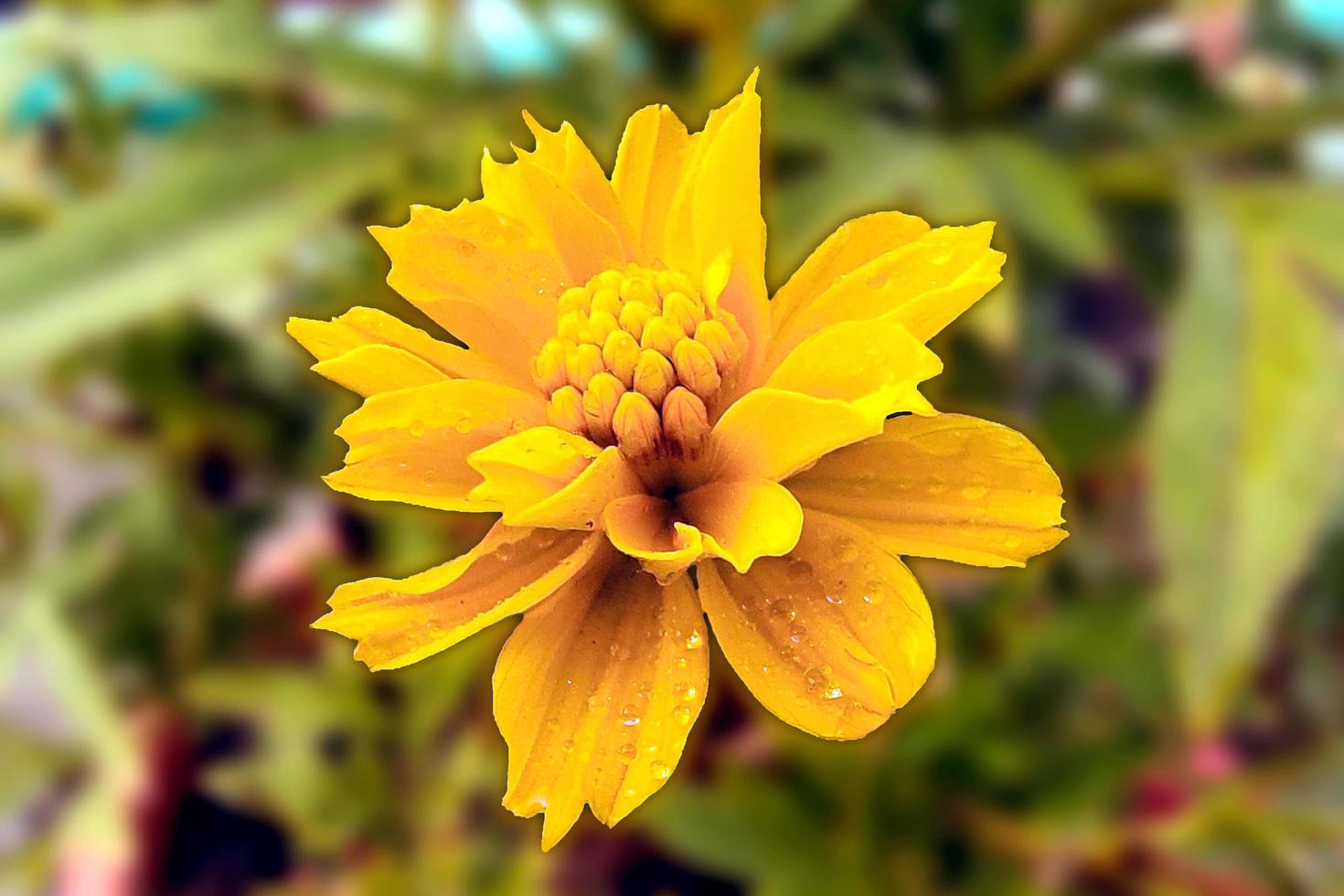 Beautiful Yellow Cosmos Sulfurous with Wet Petals photo