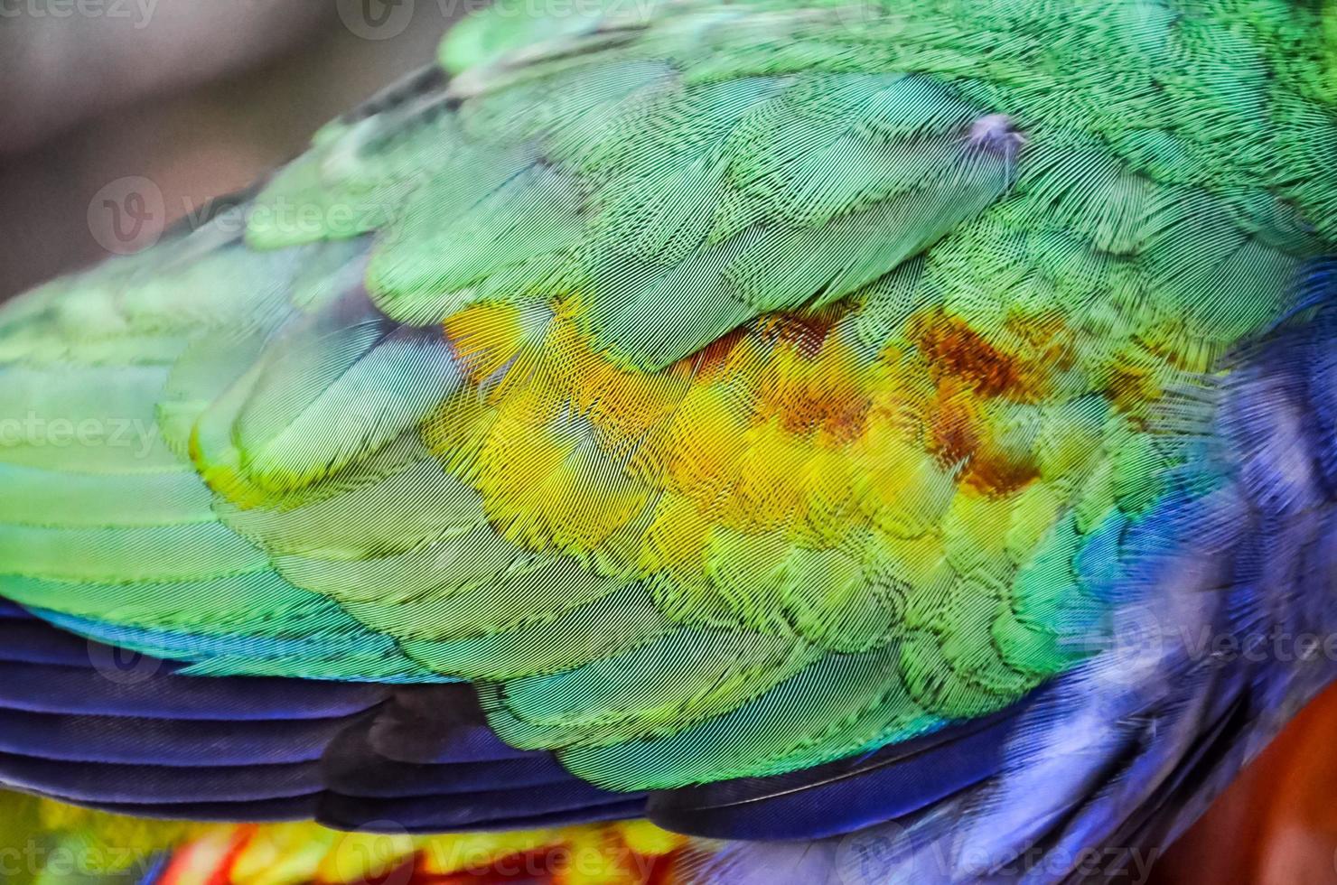 Green bird feathers photo