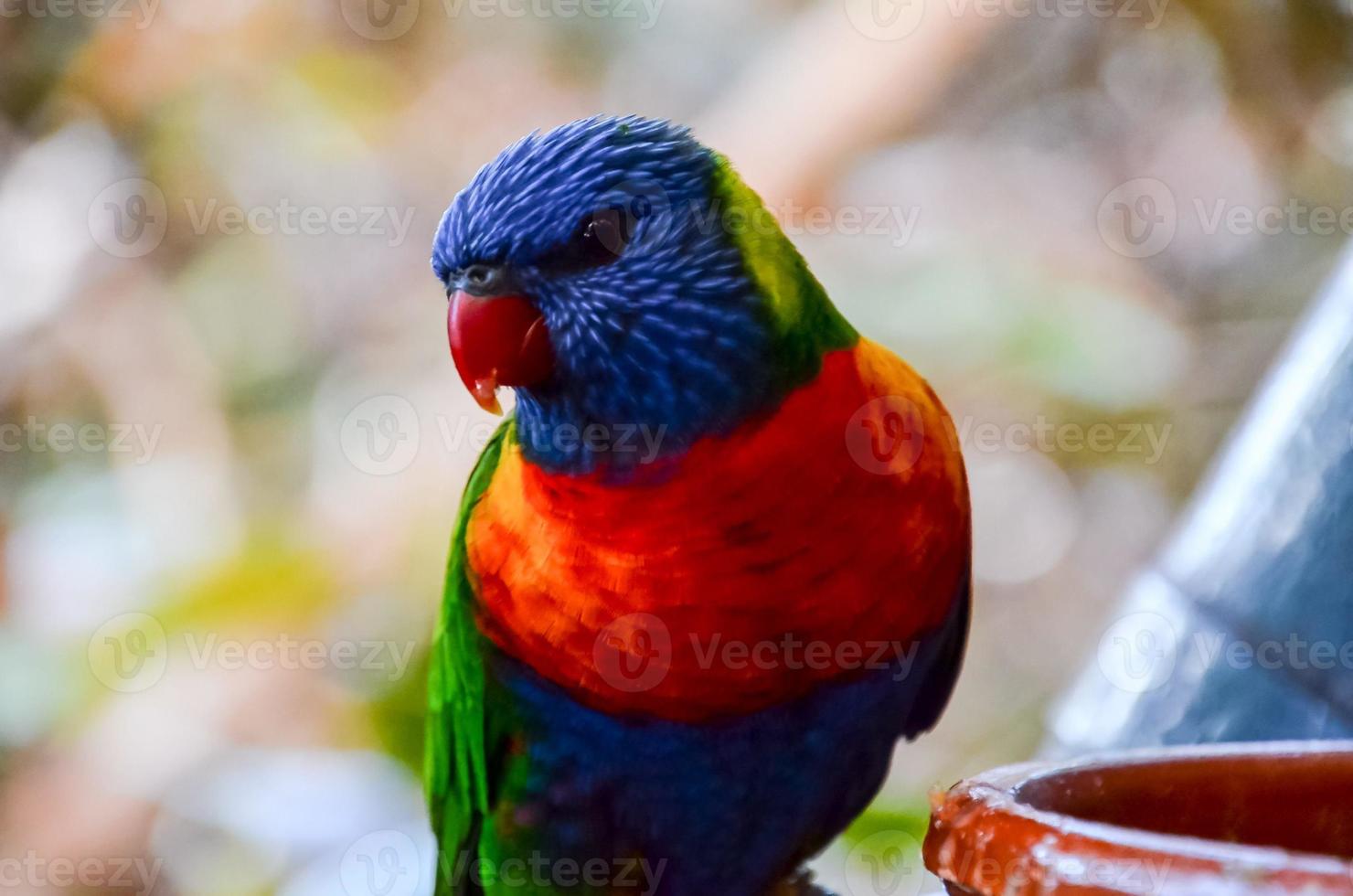Colorful Loriini parrot photo