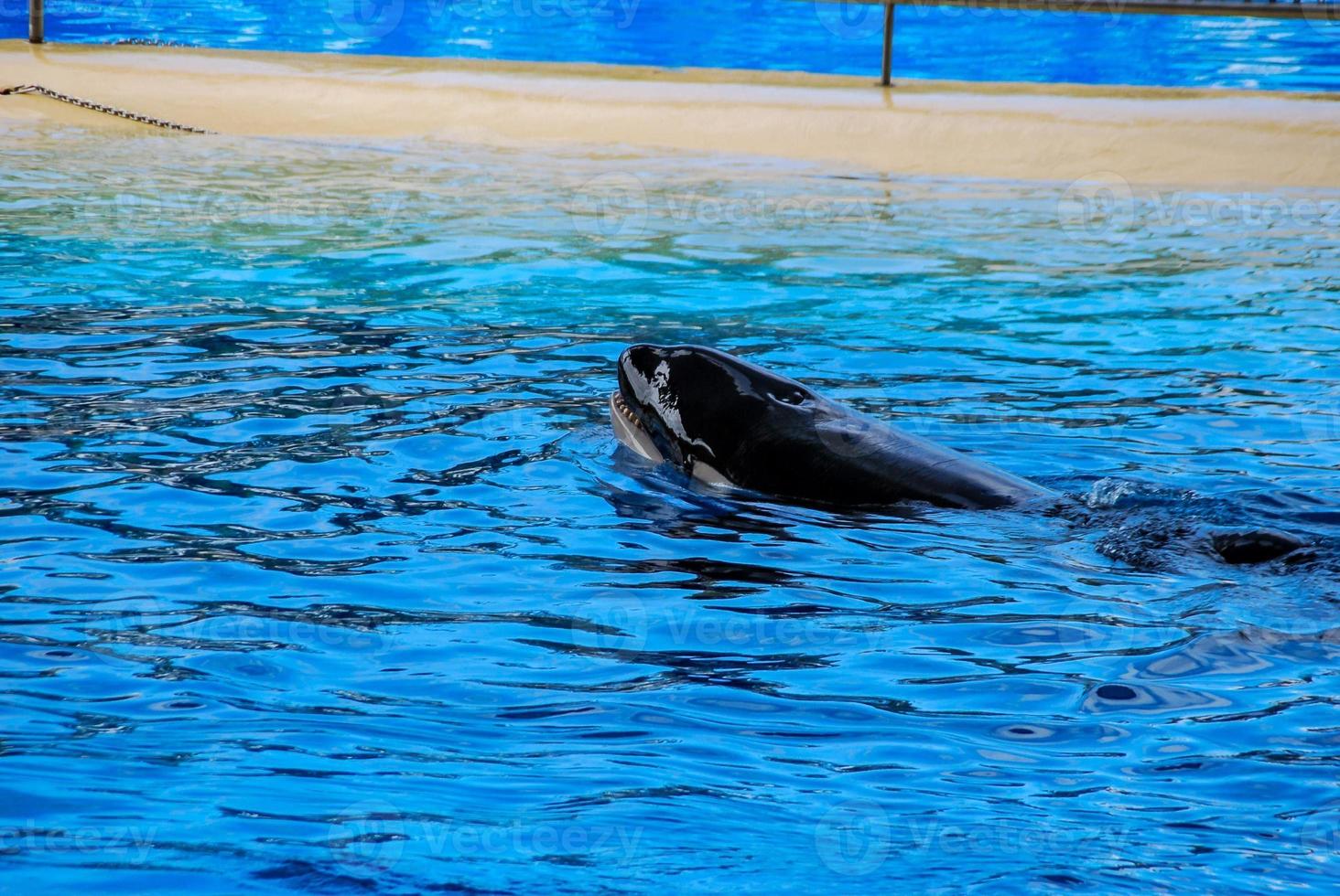 orca ballena nadando foto