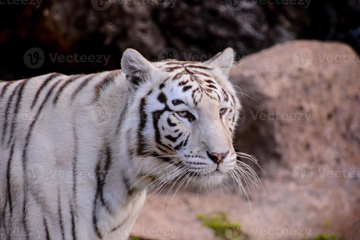 White tiger in the zoo photo