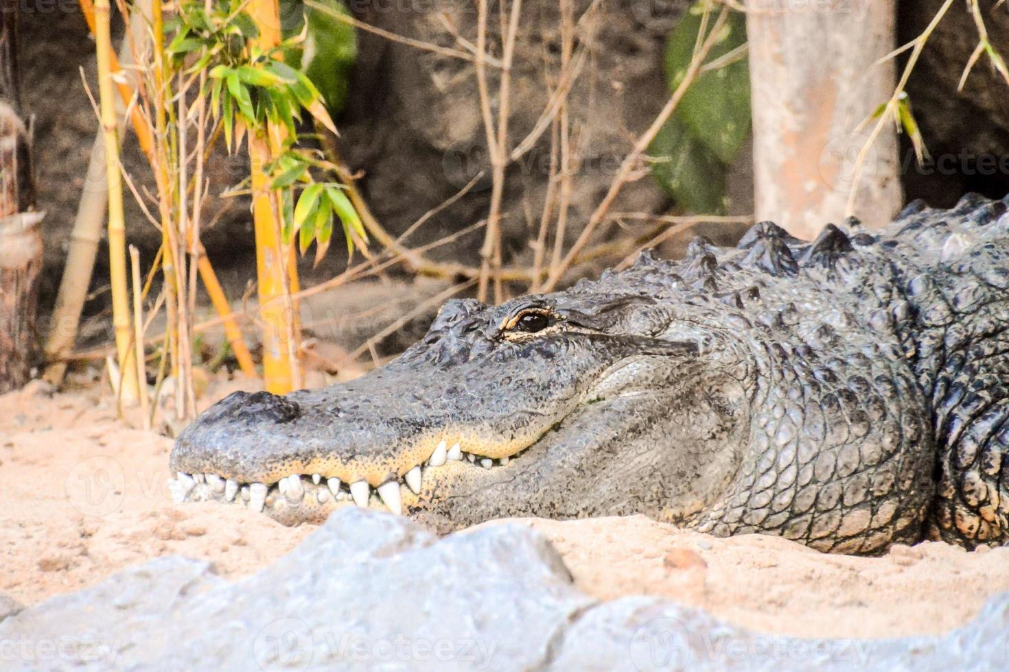 Crocodile in the zoo photo