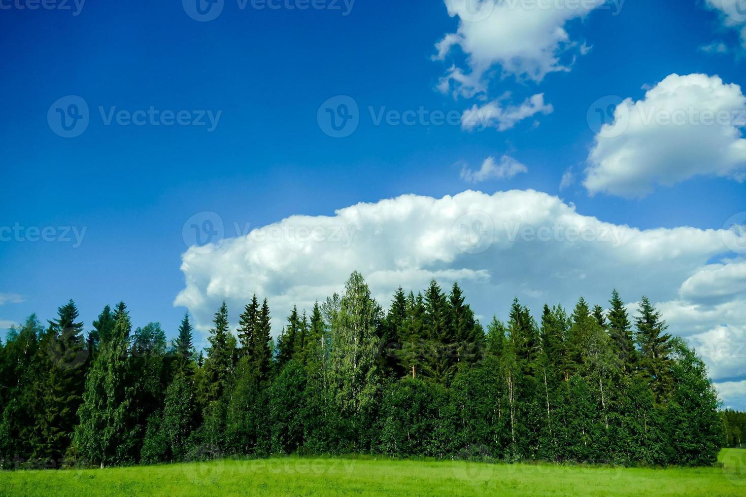 Forest in Sweden photo