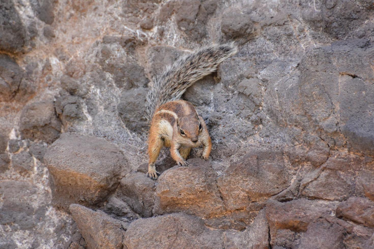 Squirrel on the rocks photo