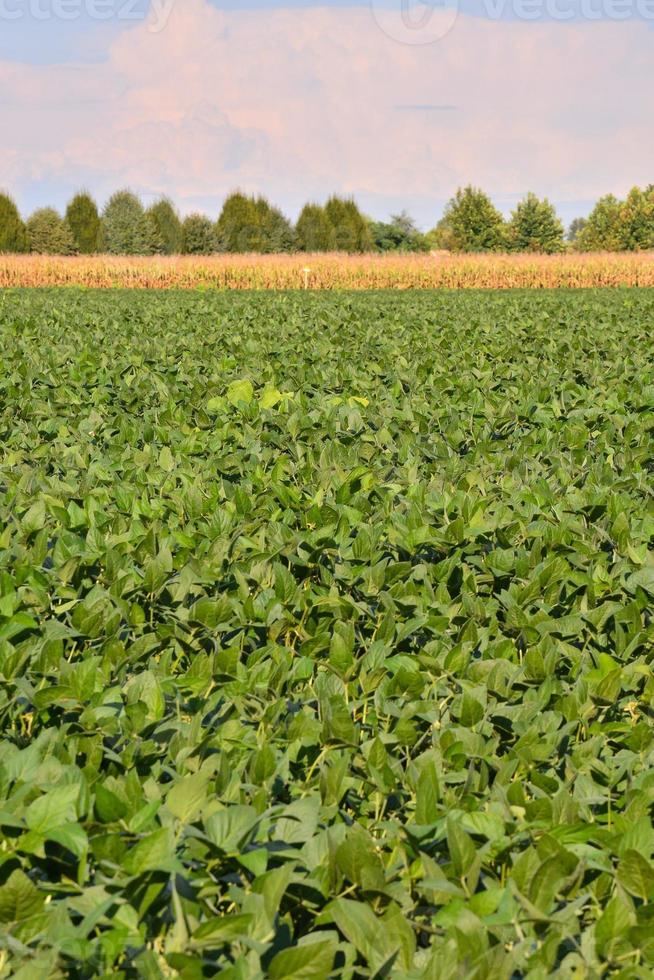 Field of crops photo