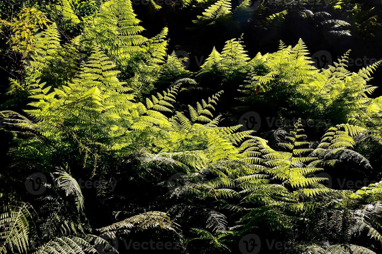 Scenic forest landscape photo