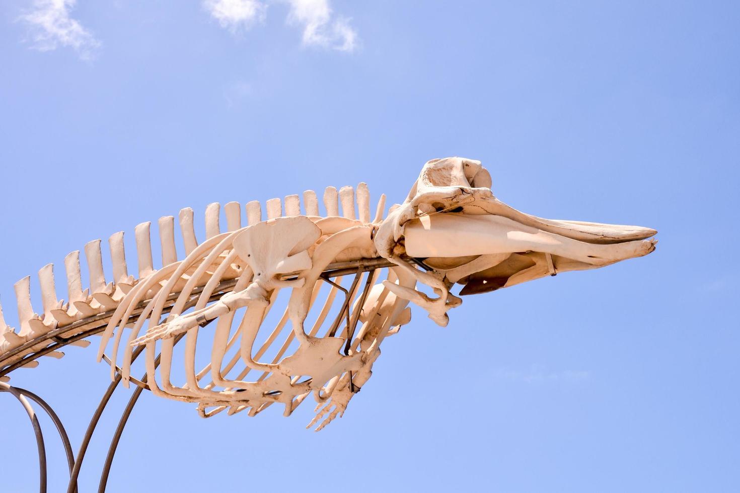 Whale skeleton sculpture - Spain 2022 photo