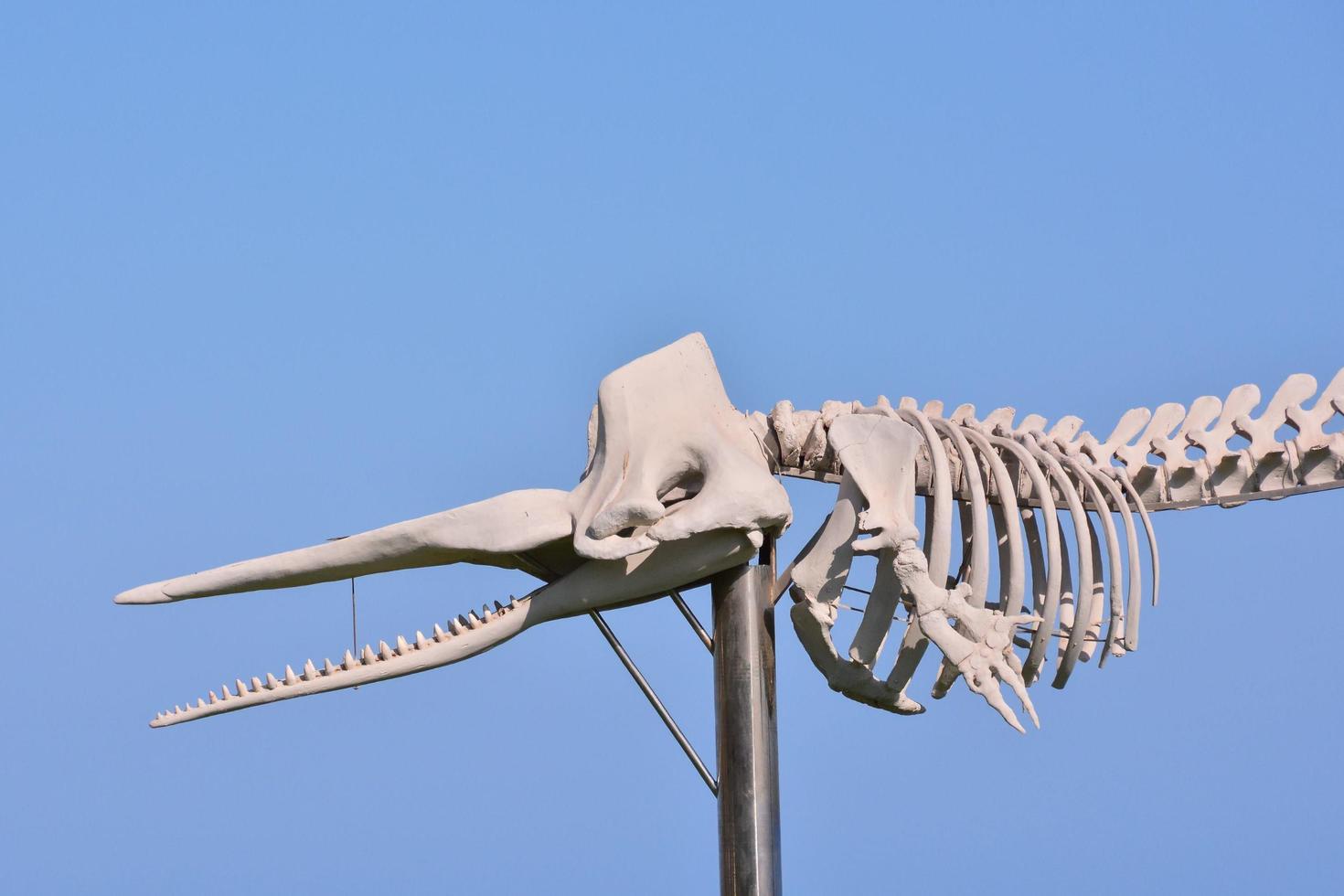 Whale skeleton sculpture - Spain 2022 photo