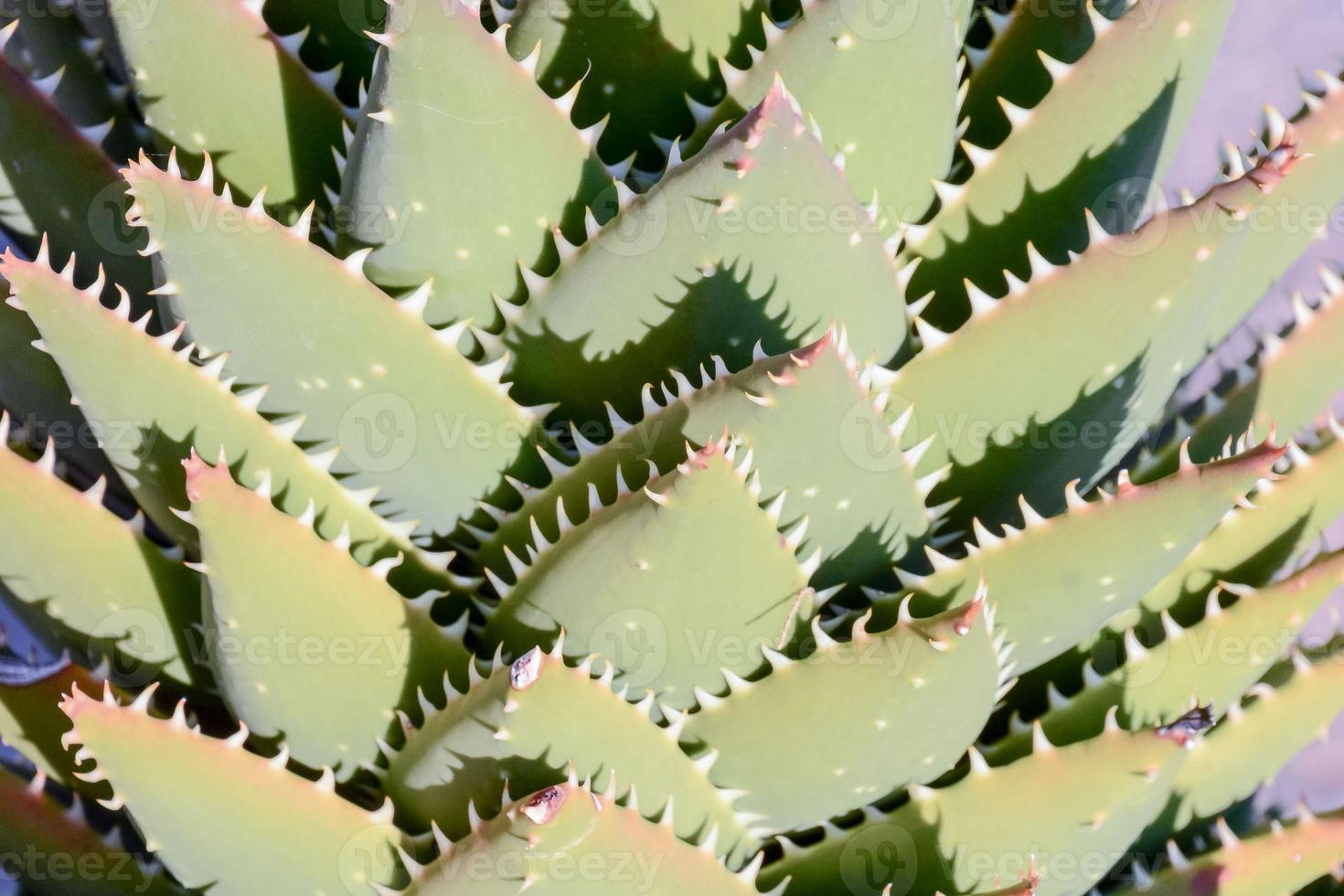 Flourishing succulent plant photo