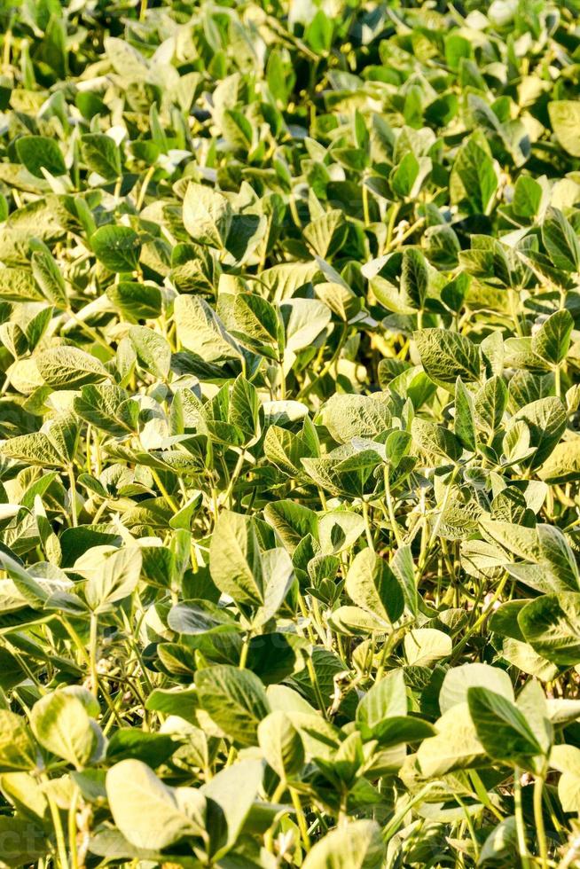 Field of crops photo