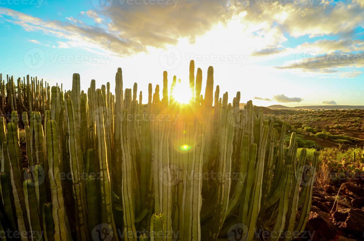 Sunset behind cacti photo