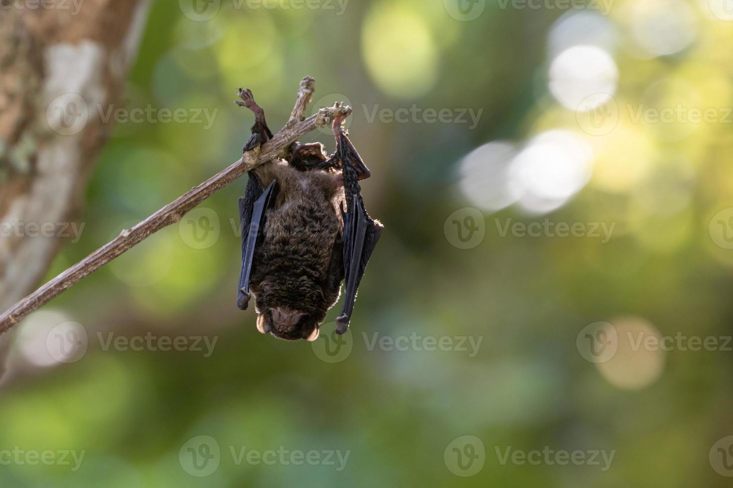 Wrinkle lipped bat which is the viruses and disease carrier in exotic food market with copy space for animal and wildlife concern disease protection purpose photo