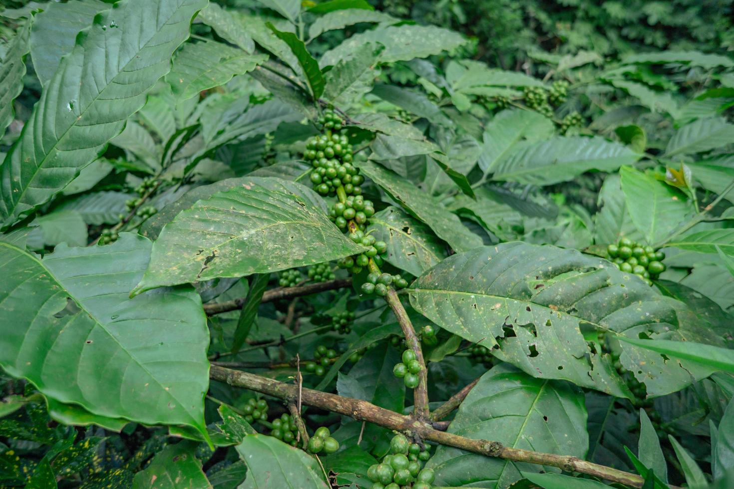 verde café frijol cuando primavera temporada en tropical bosque. el foto es adecuado a utilizar para naturaleza fondo, café tienda antecedentes y agrícola contenido medios de comunicación.