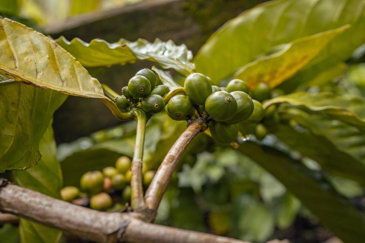 verde café frijol cuando primavera temporada en tropical bosque. el foto es adecuado a utilizar para naturaleza fondo, café tienda antecedentes y agrícola contenido medios de comunicación.
