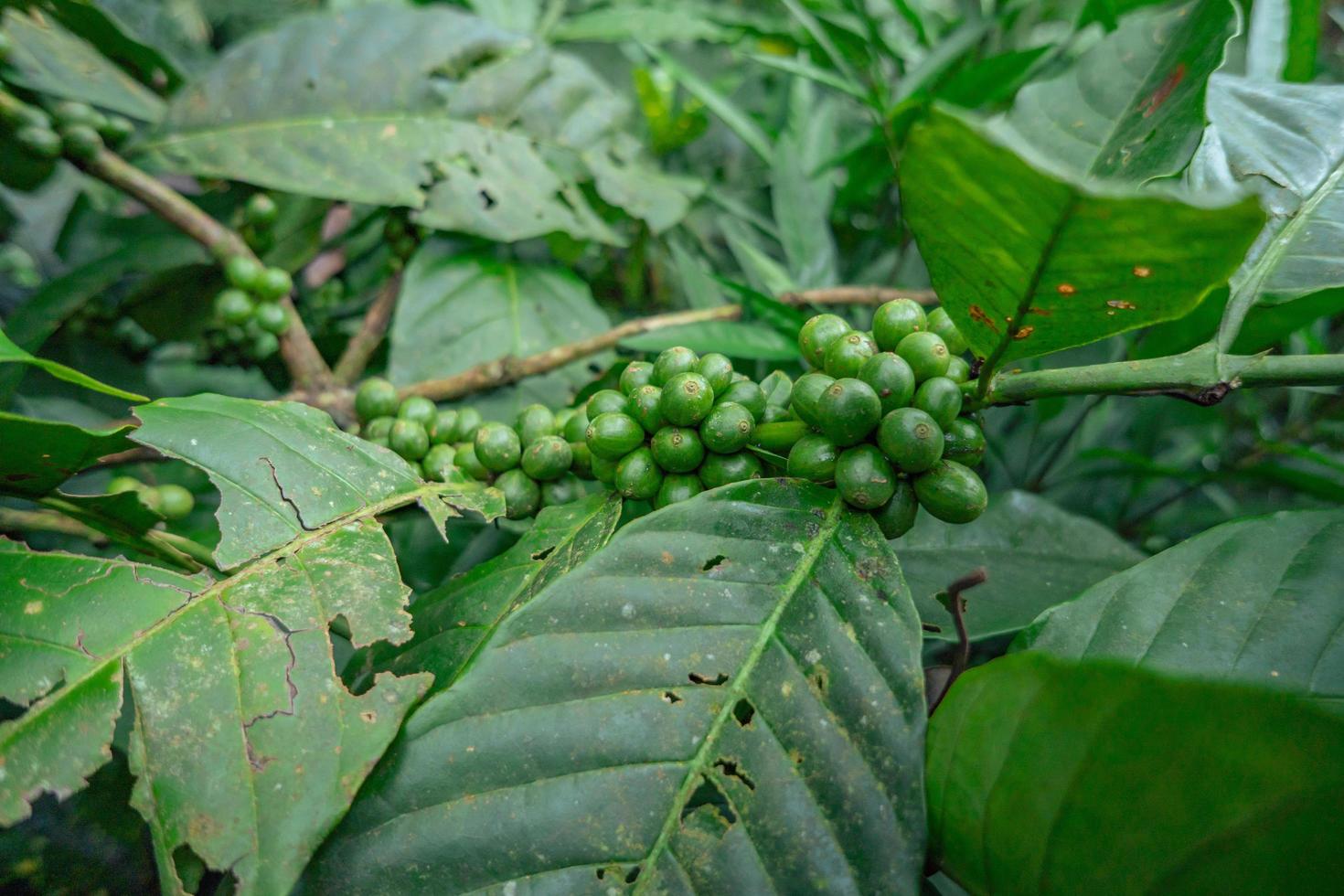 Green coffee bean when spring season on tropical forest. The photo is suitable to use for nature background, coffee shop background and agricultural content media.