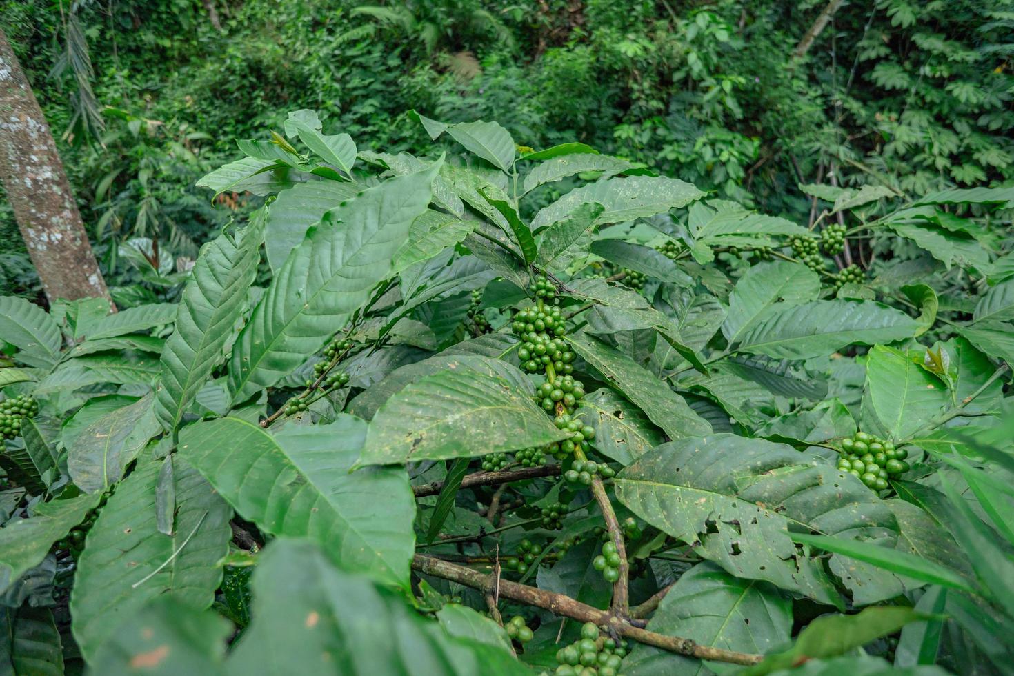 Green coffee bean when spring season on tropical forest. The photo is suitable to use for nature background, coffee shop background and agricultural content media.