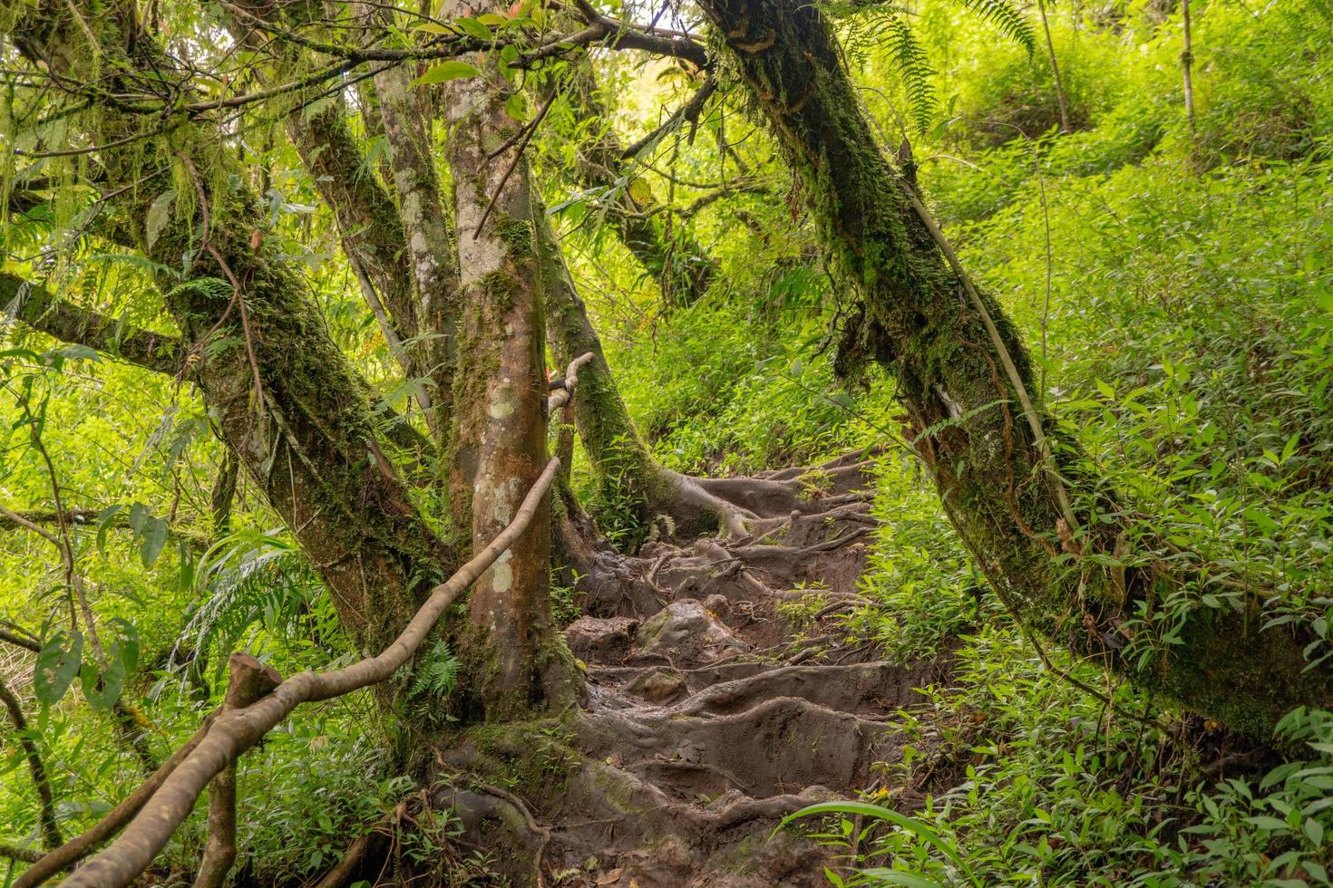 el camino yendo a profundo bosque cuando primavera tiempo. el foto es adecuado a utilizar para aventuras contenido medios de comunicación, naturaleza póster y bosque antecedentes.