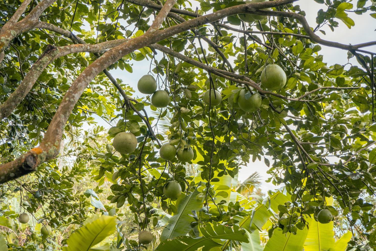 Big orange fruit tree when harvest season called jeruk Bali. Photo is suitable to use for nature background, botanical poster and nature content media.