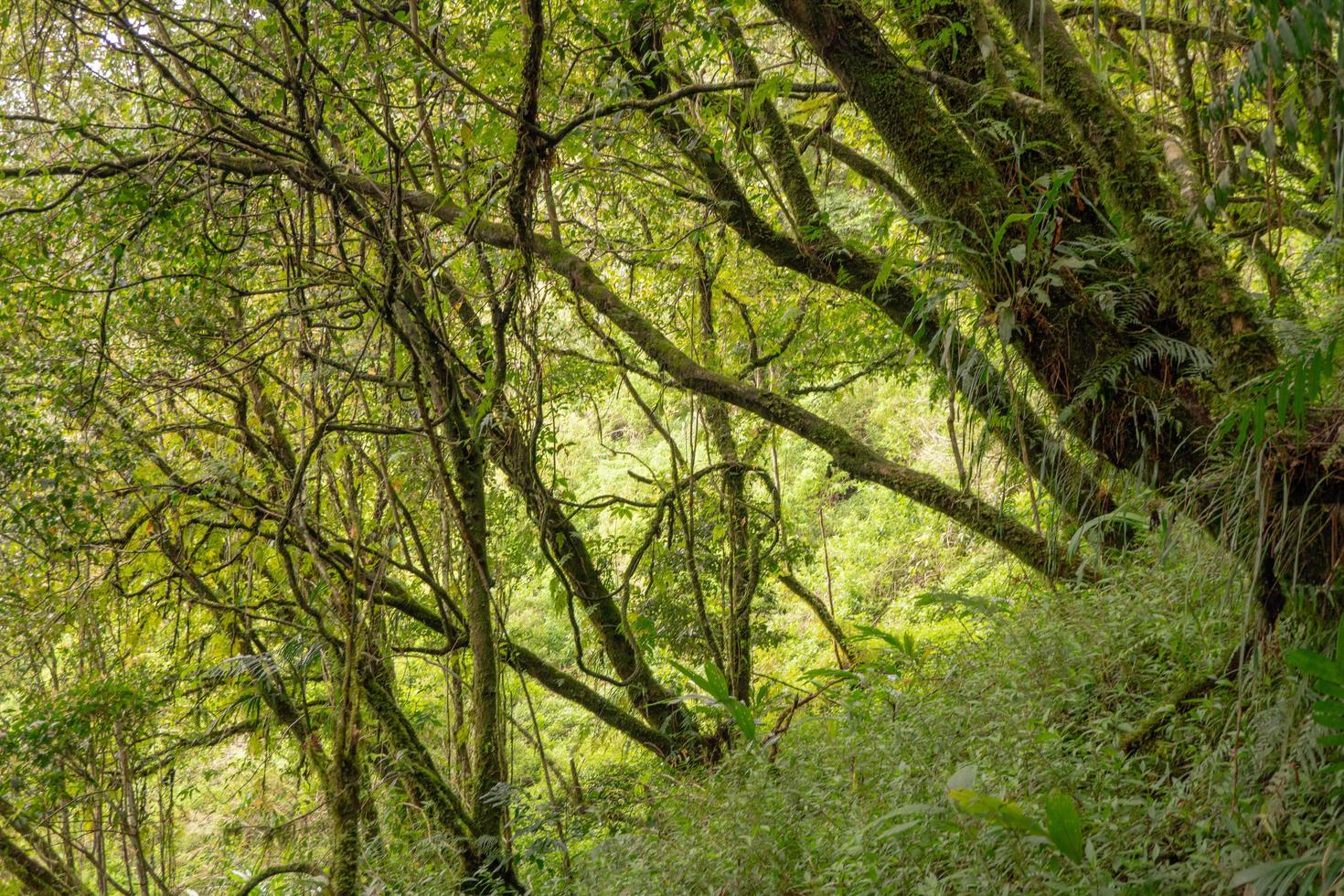 el camino yendo a profundo bosque cuando primavera tiempo. el foto es adecuado a utilizar para aventuras contenido medios de comunicación, naturaleza póster y bosque antecedentes.