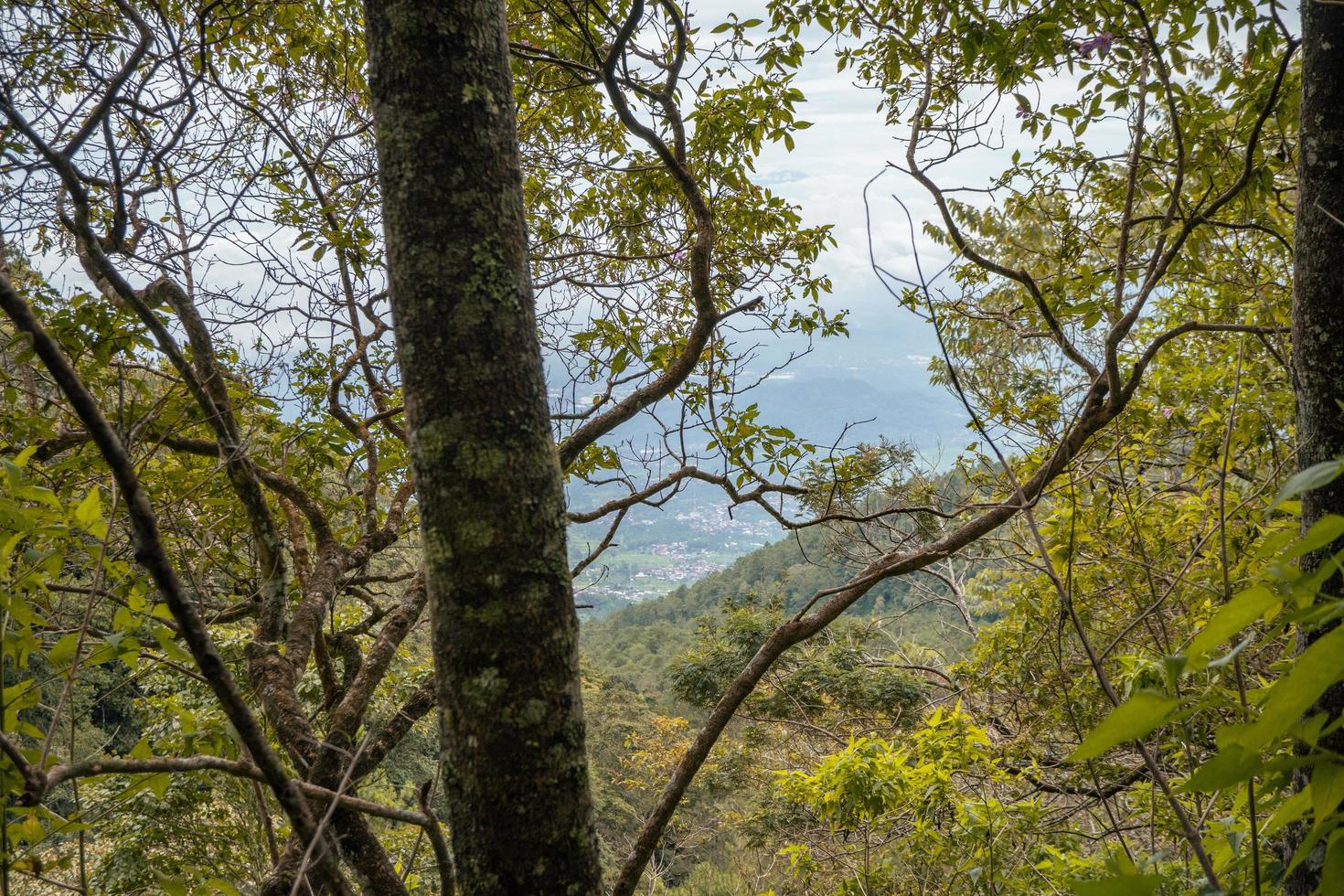 el camino yendo a profundo bosque cuando primavera tiempo. el foto es adecuado a utilizar para aventuras contenido medios de comunicación, naturaleza póster y bosque antecedentes.