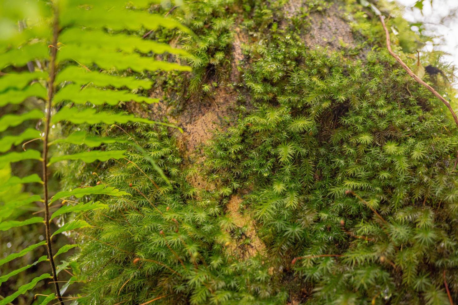 cerca arriba foto de verde pequeño hoja en el tropical bosque. foto es adecuado a utilizar para naturaleza fondo, botánico póster y naturaleza contenido medios de comunicación.