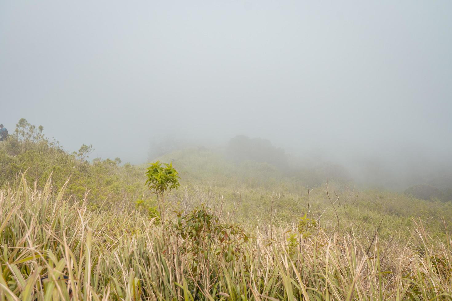 The way going to peak mountain, with Savana and foggy vibes. The photo is suitable to use for adventure content media, nature poster and forest background.