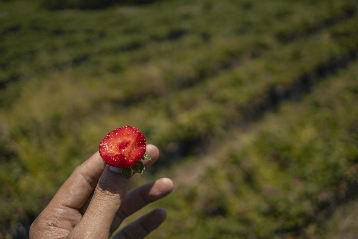 Close up photo of strawberry crop when harvest season on the up hill garden Malang. The photo is suitable to use for botanical poster, background and harvest advertising.