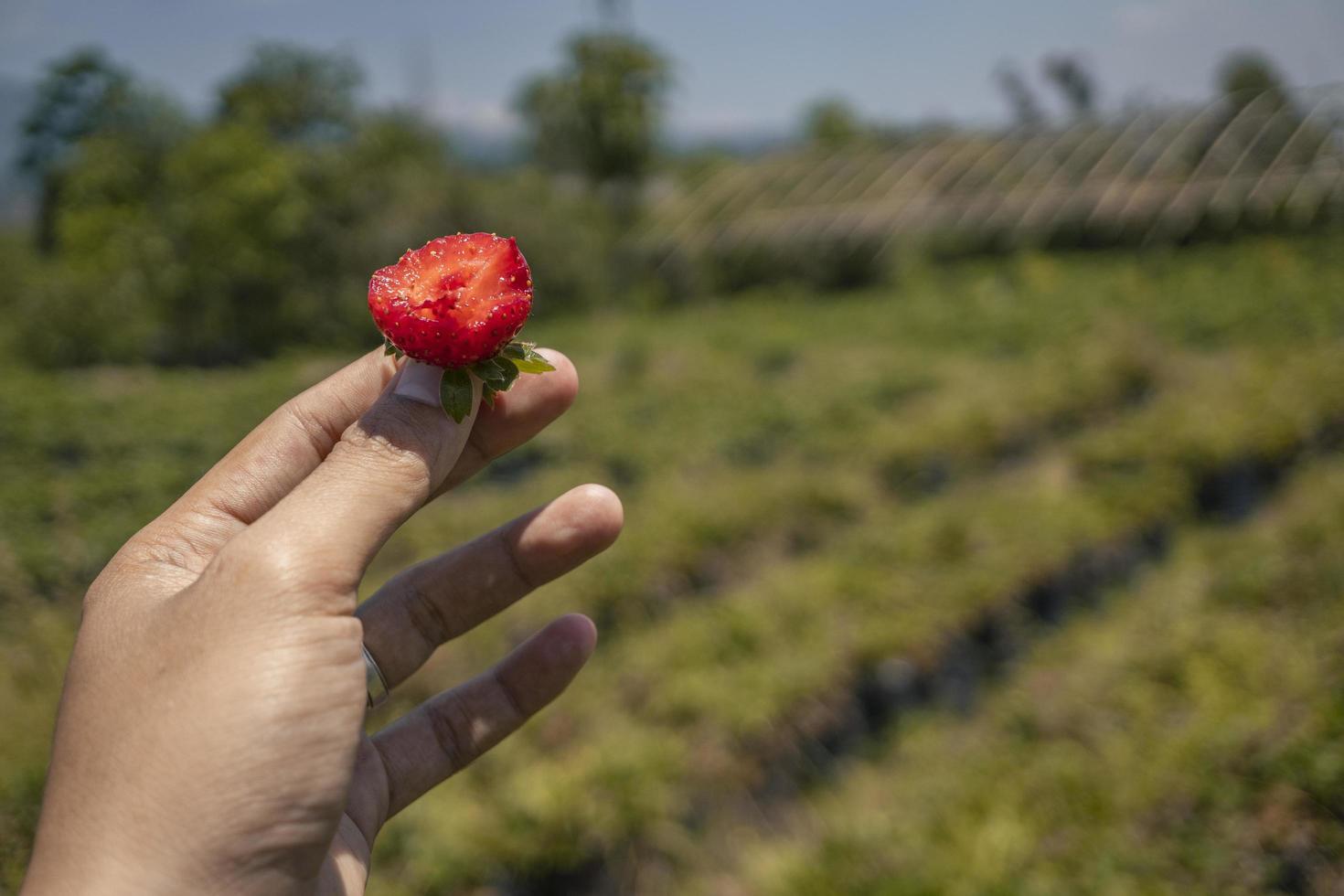 Close up photo of strawberry crop when harvest season on the up hill garden Malang. The photo is suitable to use for botanical poster, background and harvest advertising.