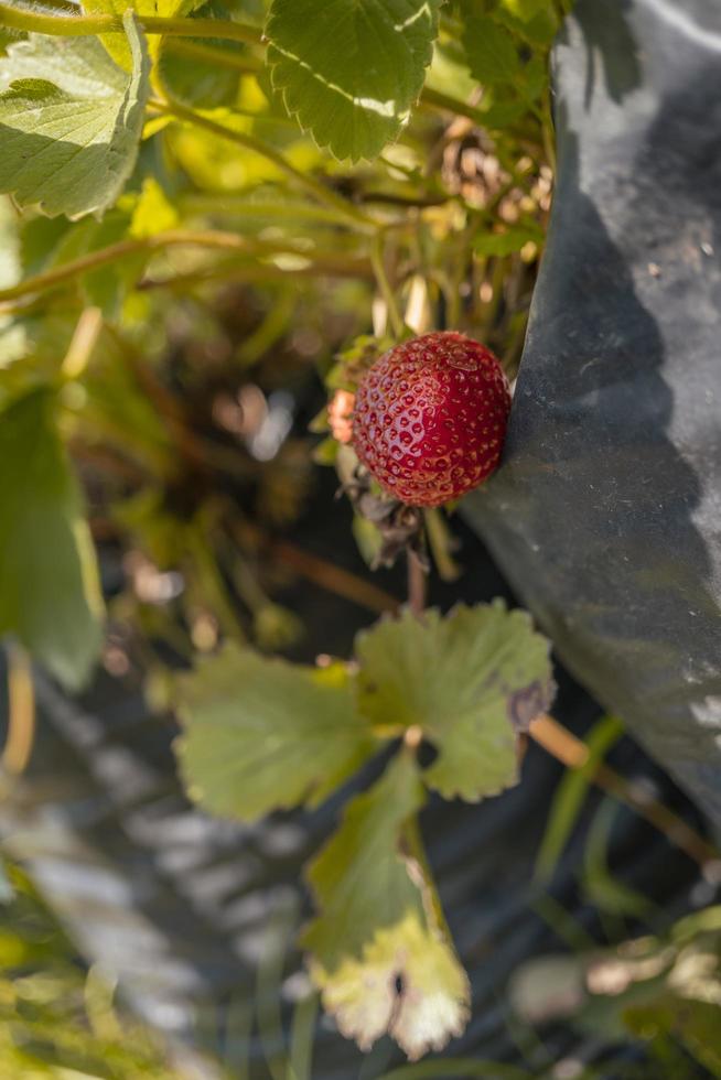 cerca arriba foto de rojo fresa cuando cosecha temporada en el patio interior jardín. el foto es adecuado a utilizar para botánico póster, antecedentes y cosecha publicidad.