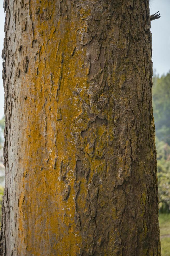 Close up photo surface texture of tree trunk on backyard, with yellow moss. Close up photo surface texture of tree trunk on backyard, with yellow moss.
