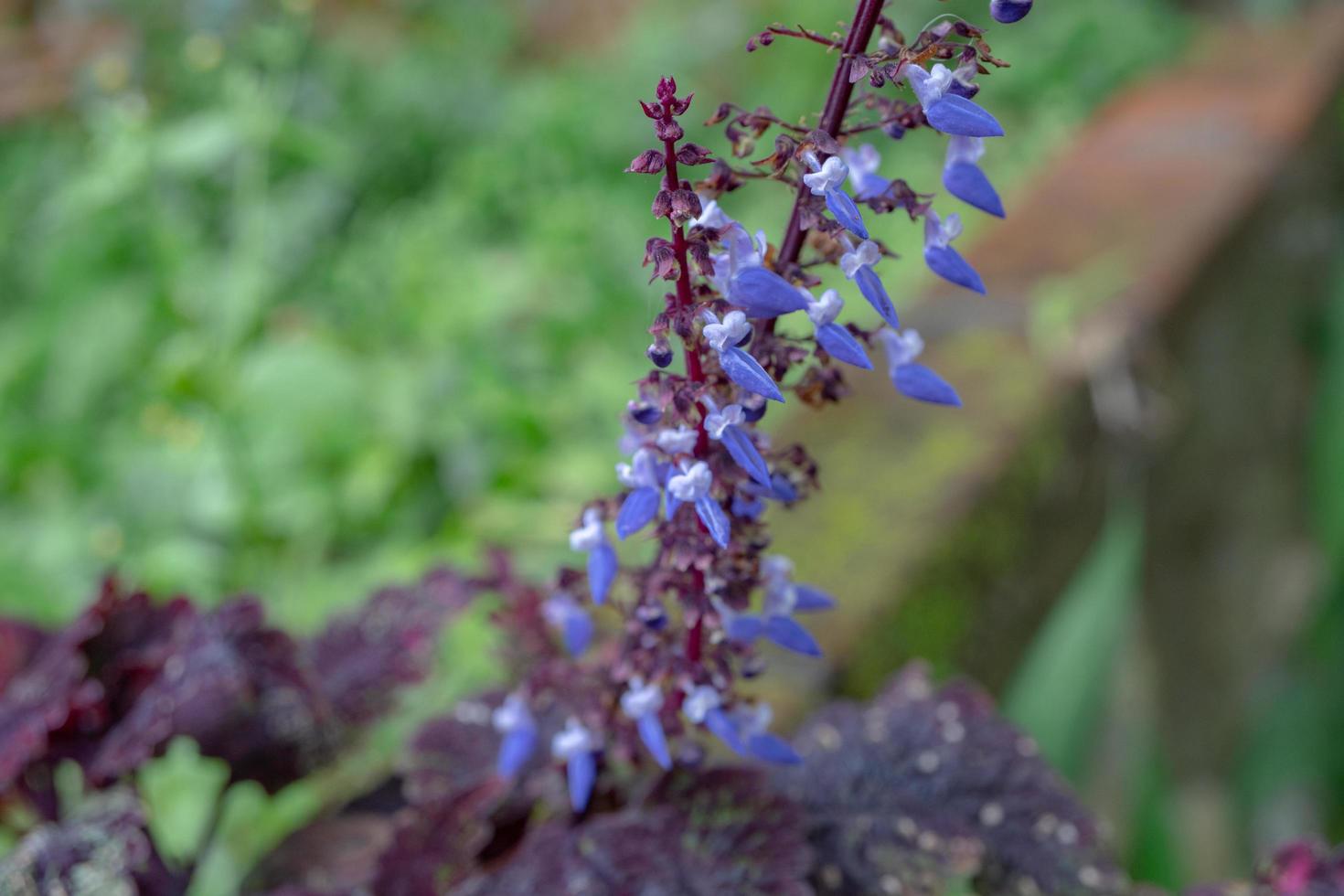 Little purple flower blossom when springtime. The photo is suitable to use for flower background, traveler poster and botanical content media.