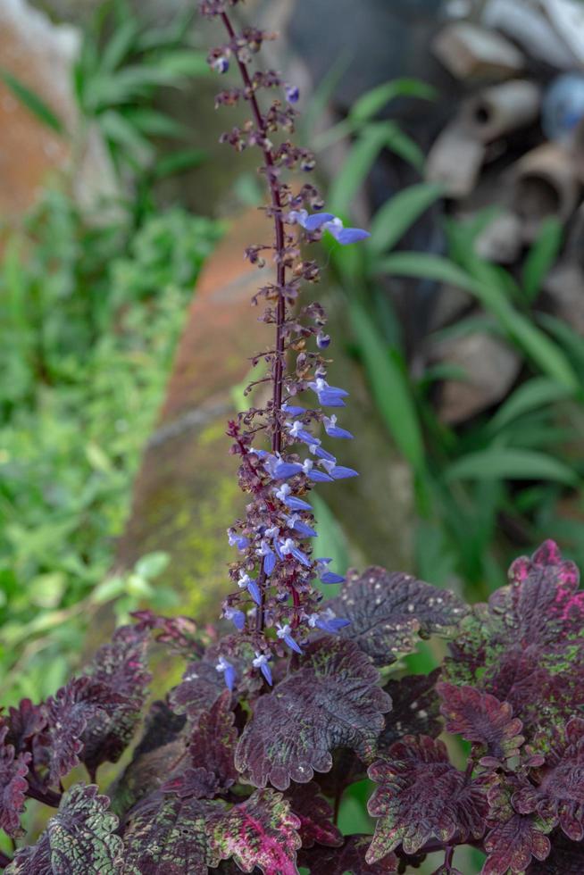Little purple flower blossom when springtime. The photo is suitable to use for flower background, traveler poster and botanical content media.
