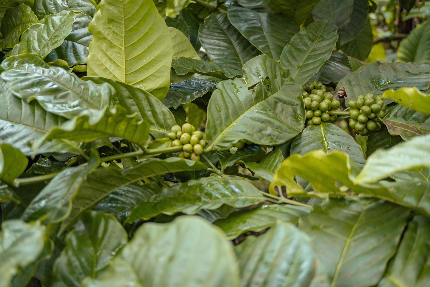 verde café frijol cuando primavera temporada en tropical bosque. el foto es adecuado a utilizar para naturaleza fondo, café tienda antecedentes y agrícola contenido medios de comunicación.