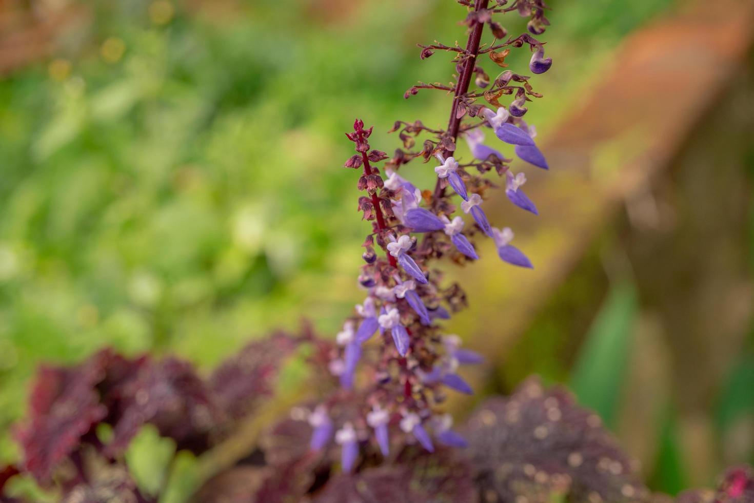 Little purple flower blossom when springtime. The photo is suitable to use for flower background, traveler poster and botanical content media.