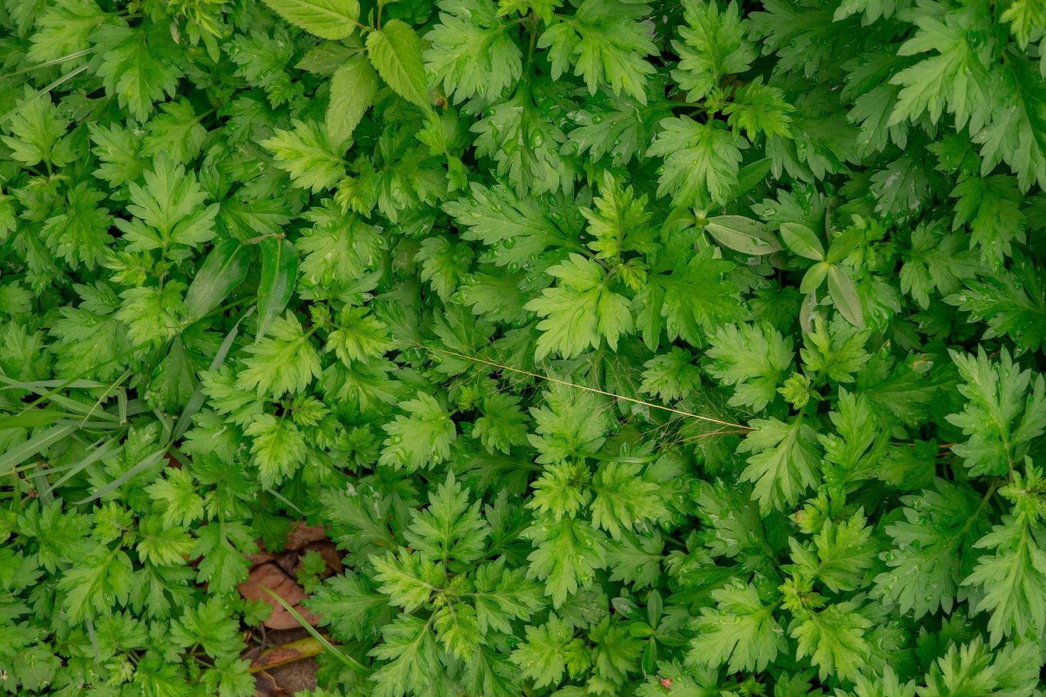 cerca arriba foto de verde pequeño hoja en el tropical bosque. foto es adecuado a utilizar para naturaleza fondo, botánico póster y naturaleza contenido medios de comunicación.