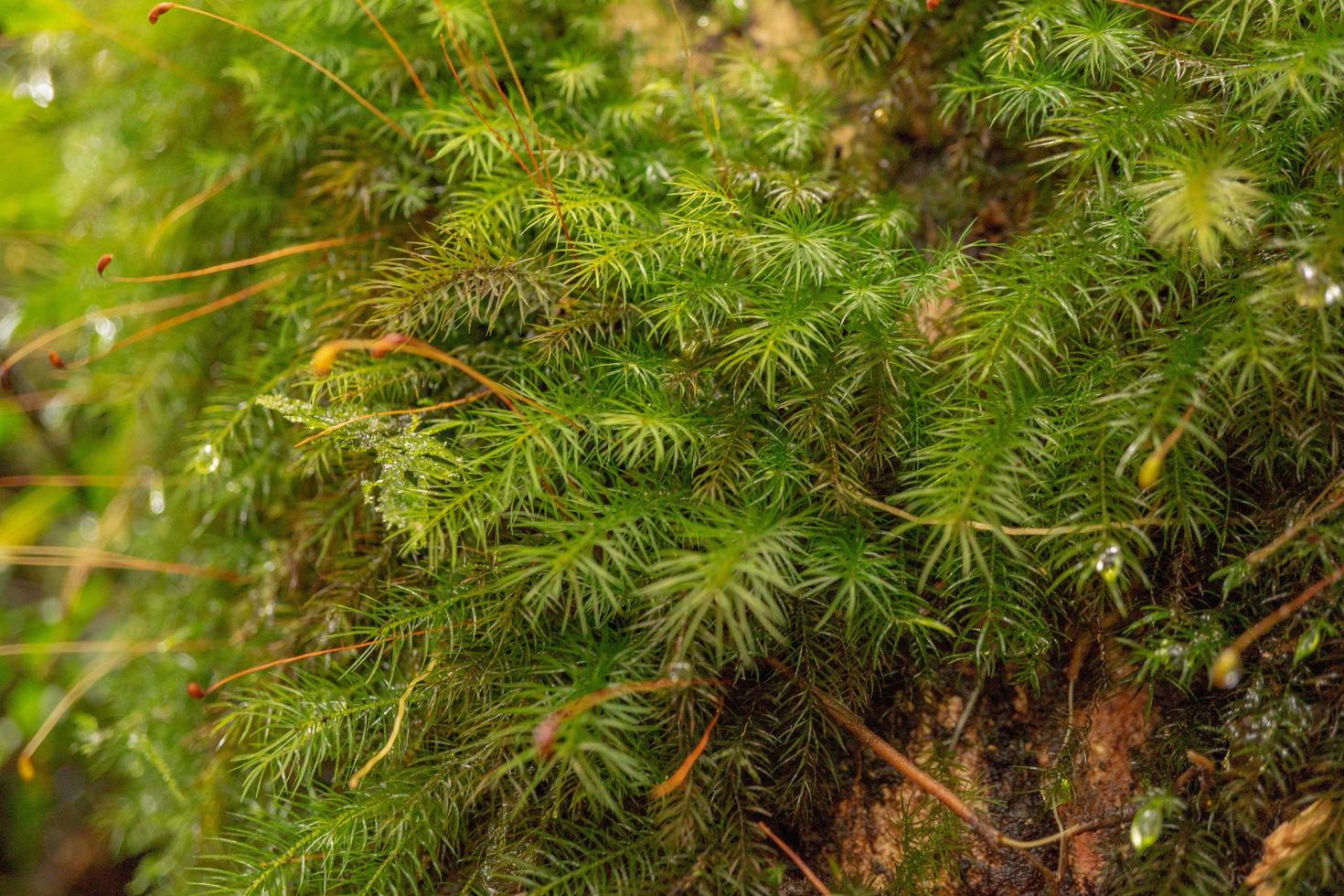 Close up photo of green little leaf on the tropical forest. Photo is suitable to use for nature background, botanical poster and nature content media.