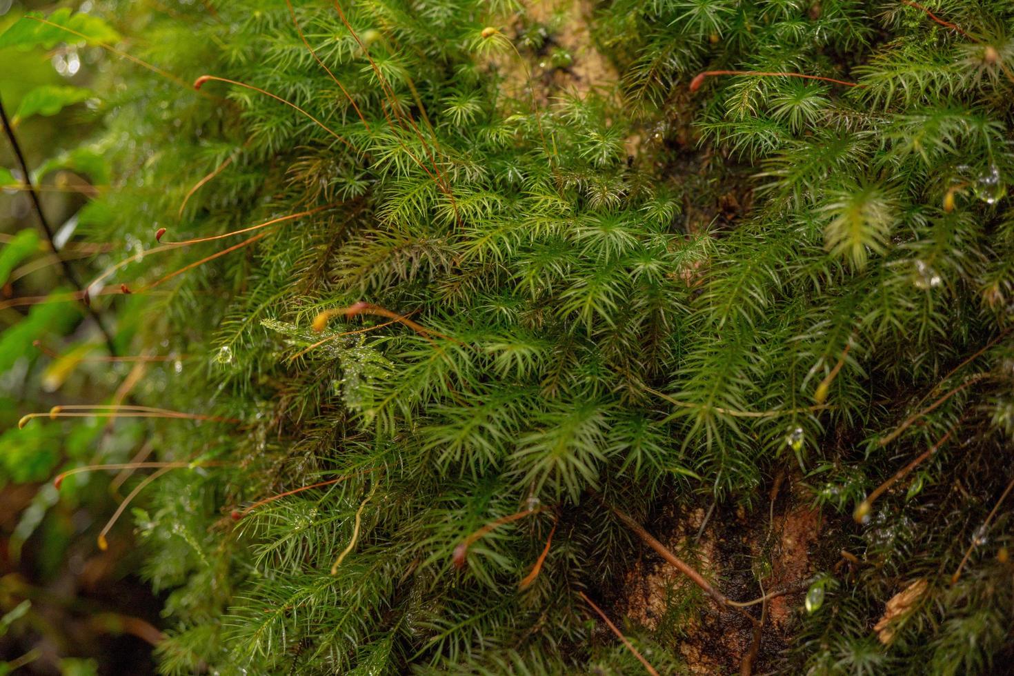 cerca arriba foto de verde pequeño hoja en el tropical bosque. foto es adecuado a utilizar para naturaleza fondo, botánico póster y naturaleza contenido medios de comunicación.