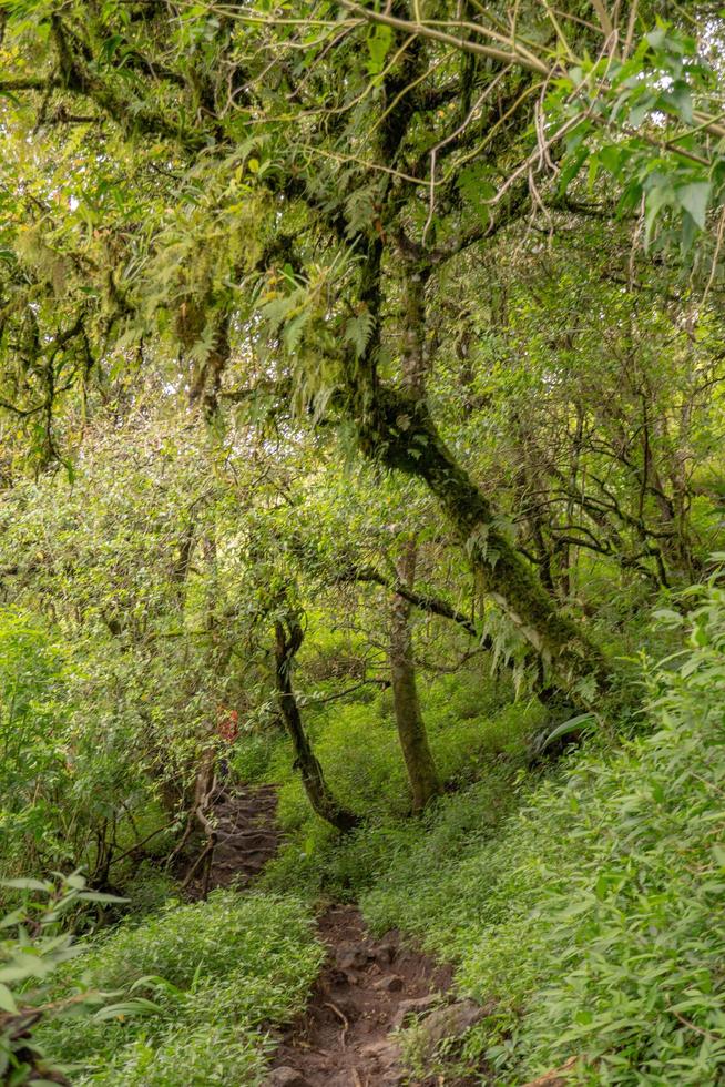 el camino yendo a profundo bosque cuando primavera tiempo. el foto es adecuado a utilizar para aventuras contenido medios de comunicación, naturaleza póster y bosque antecedentes.