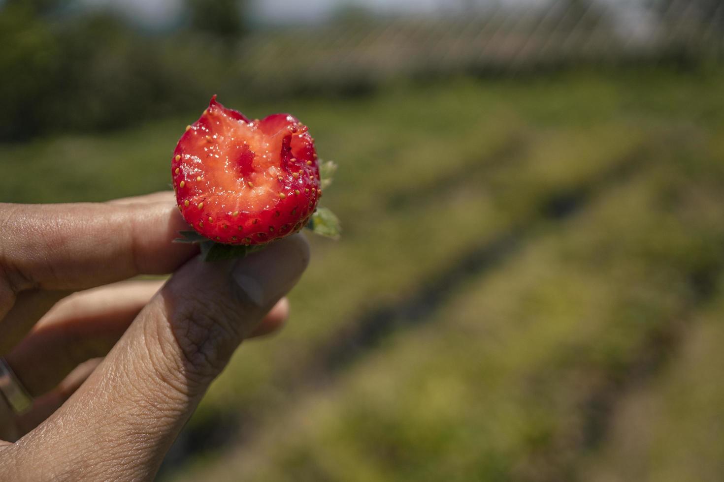 Close up photo of strawberry crop when harvest season on the up hill garden Malang. The photo is suitable to use for botanical poster, background and harvest advertising.