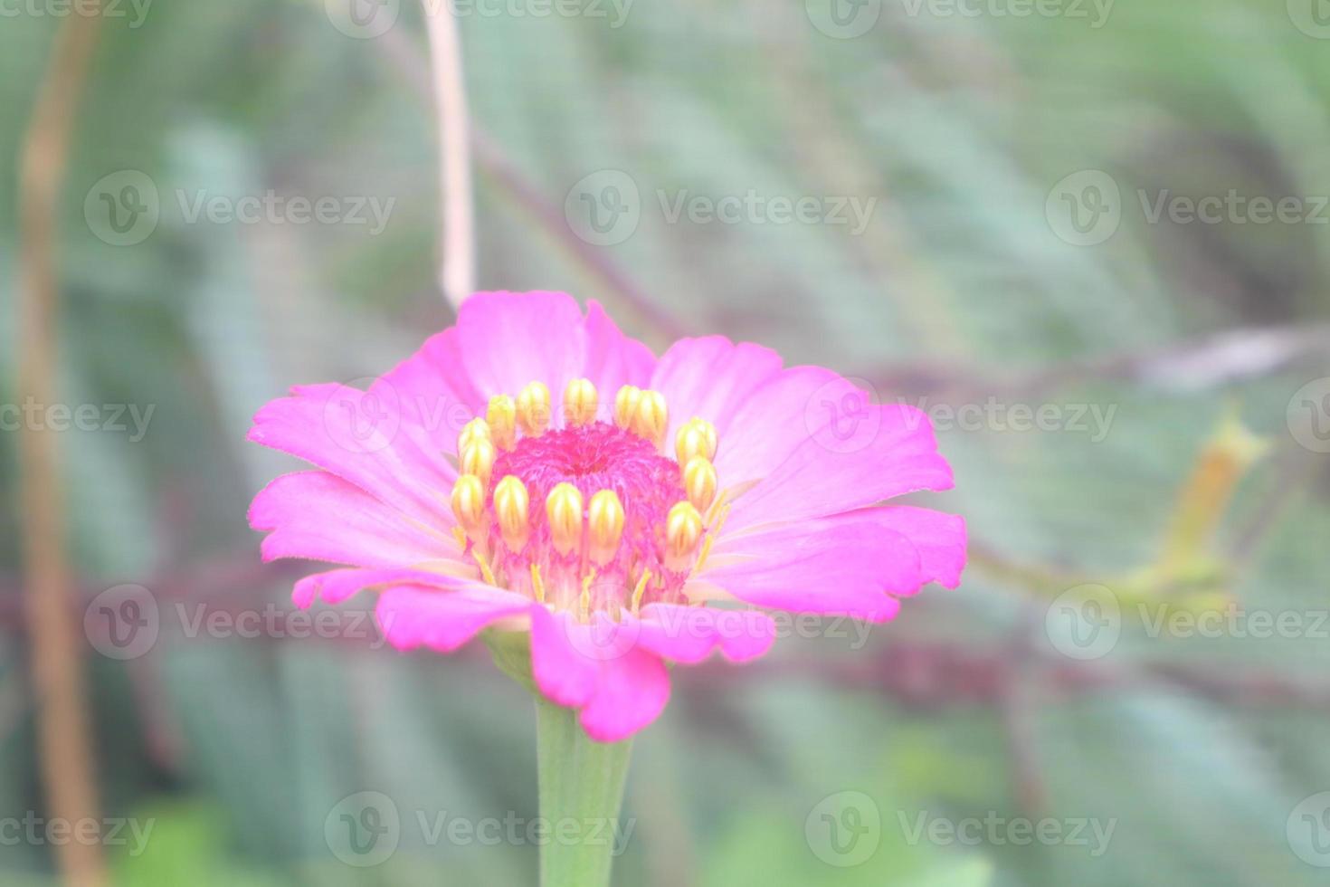 Creative layout made of flowers and green leaves. Zinnia elegans close up photo during the day. Natural concept