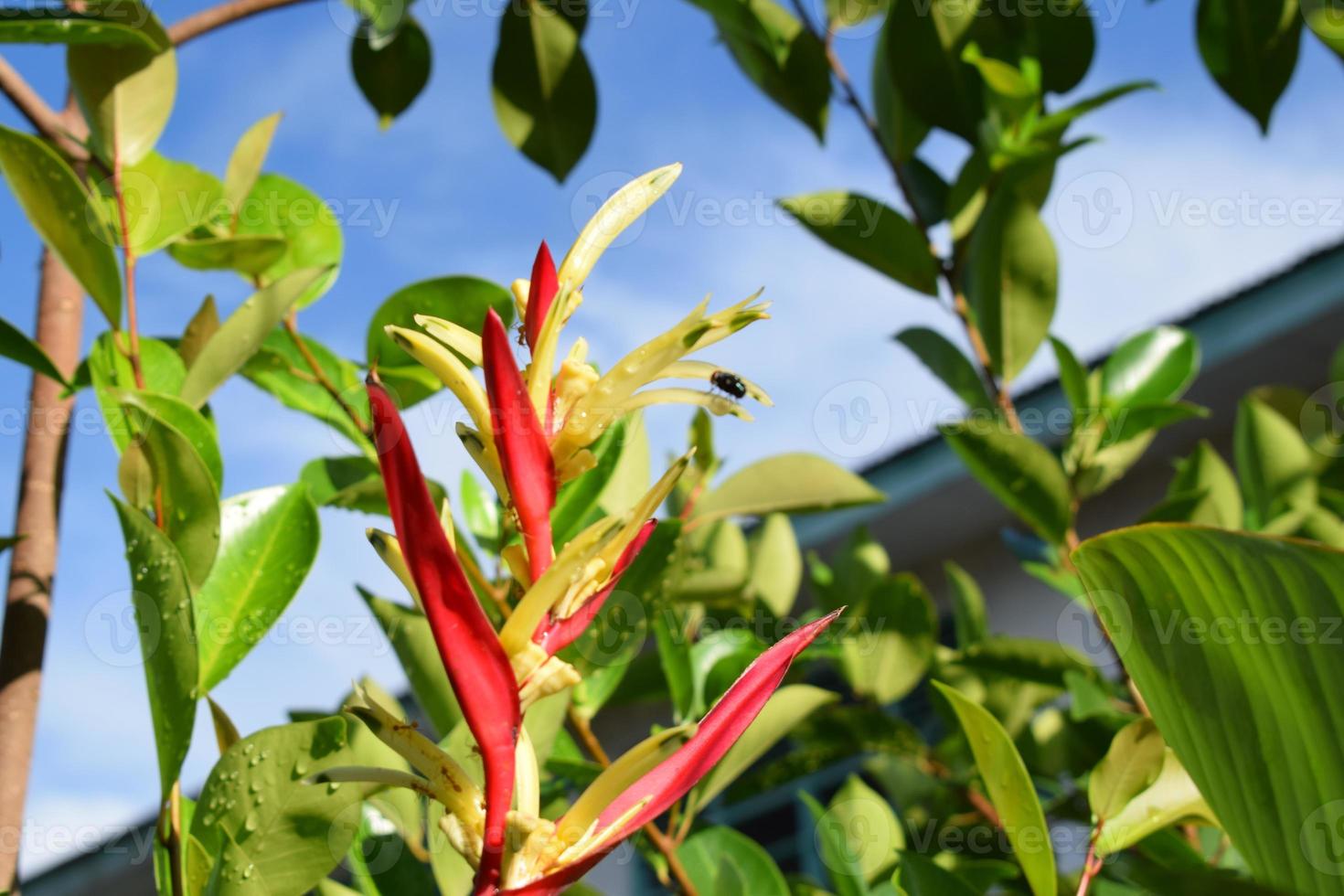 Creative layout made of ornamental plant heliconia hirsuta and blue sky background.nature concept photo