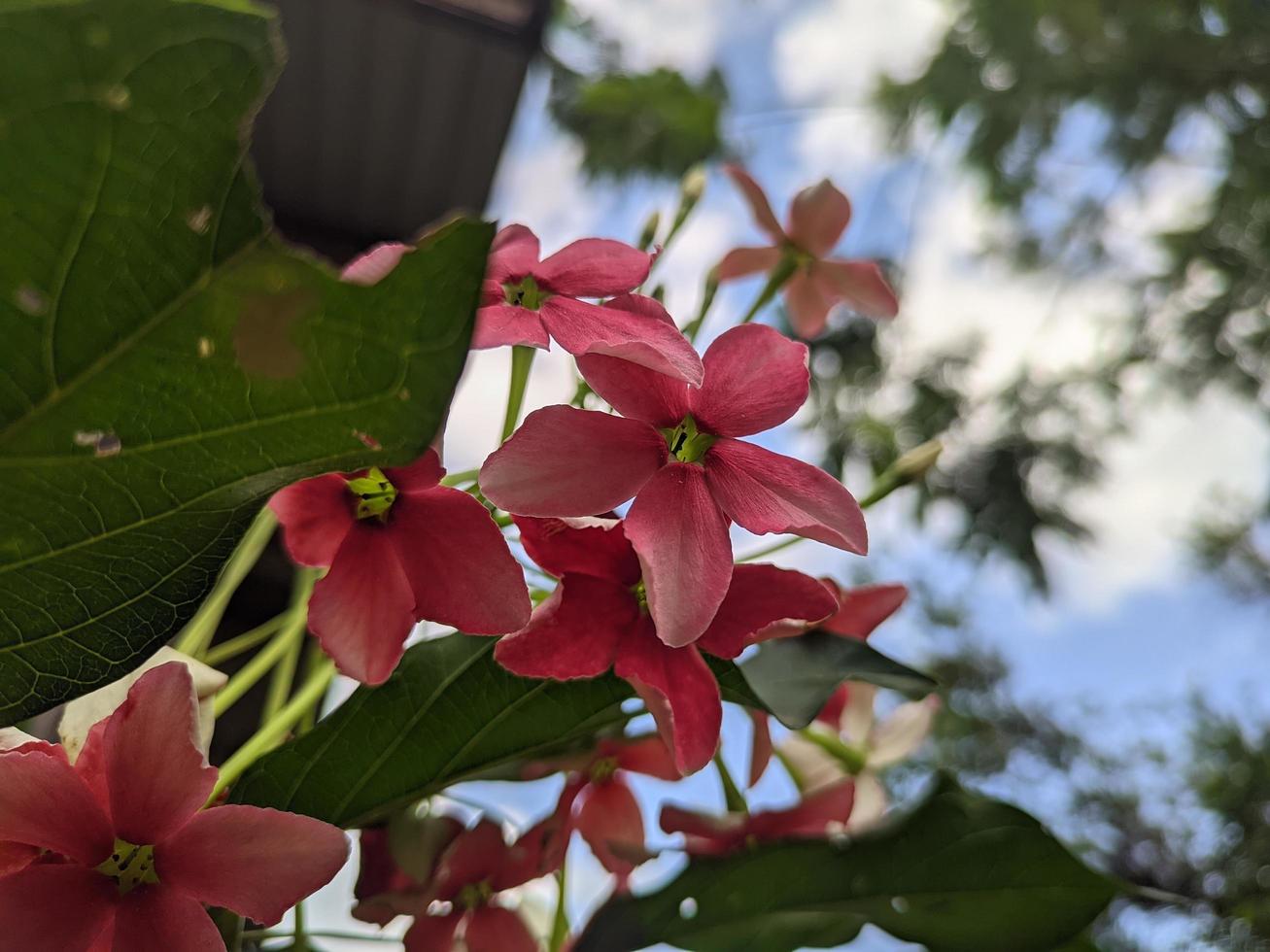 combretum indicum flower in the garden photo