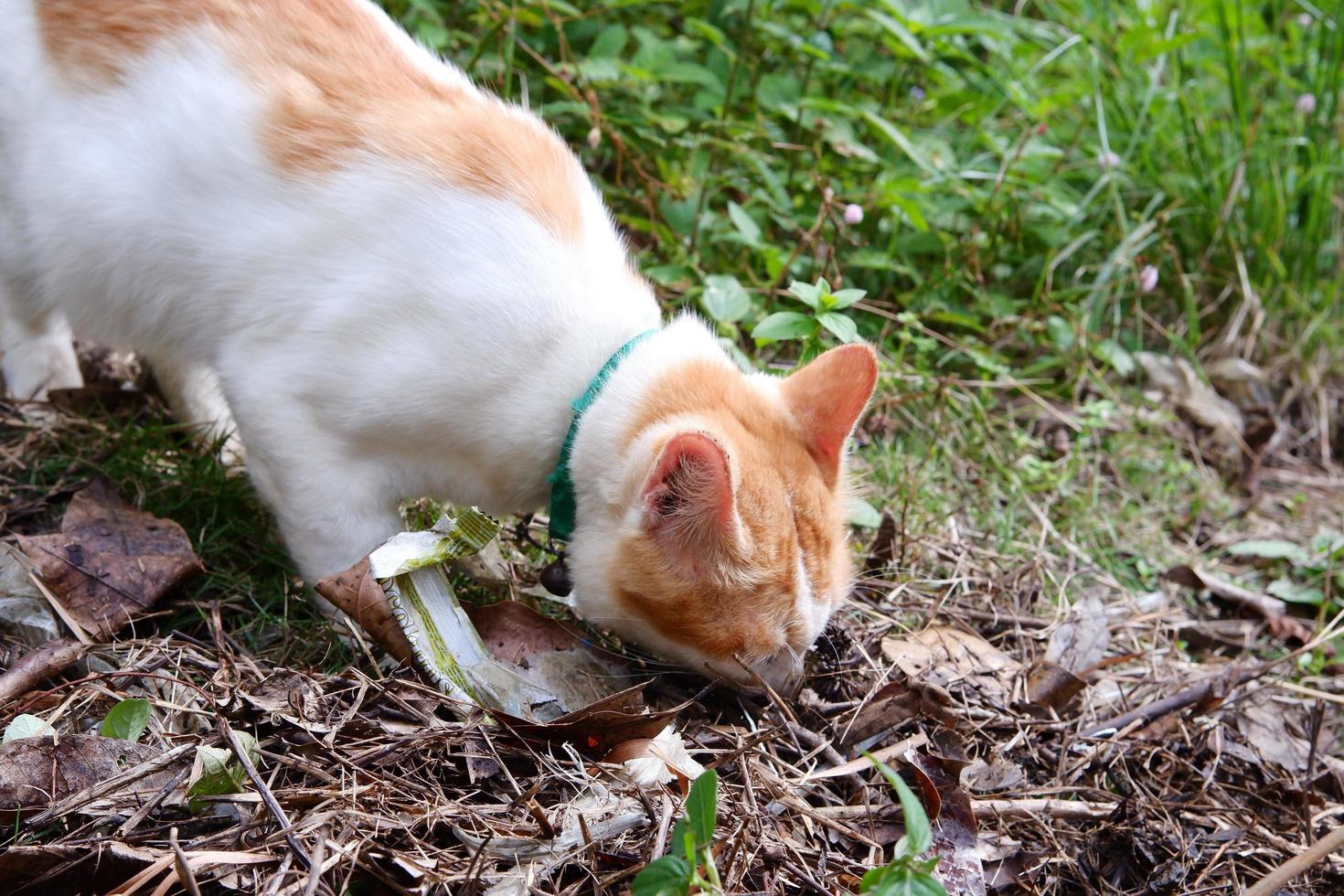 a white male cat is playing outdoors photo