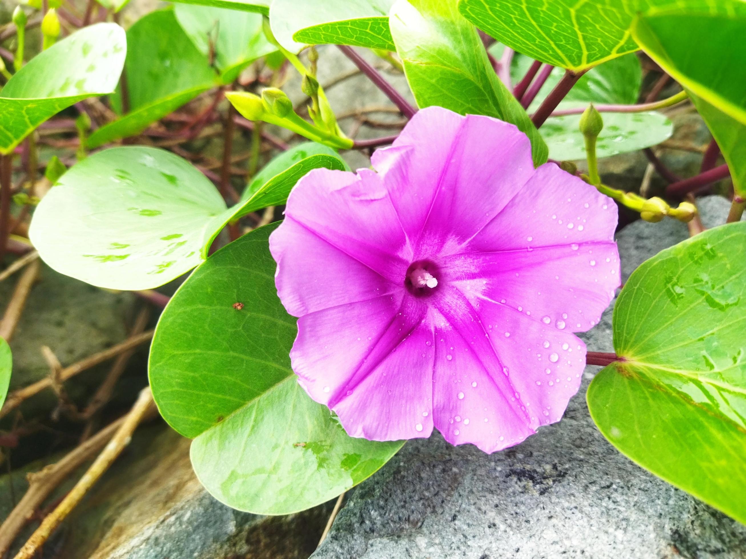 Ipomoea pescaprae plantae 20991407 Stock Photo at Vecteezy