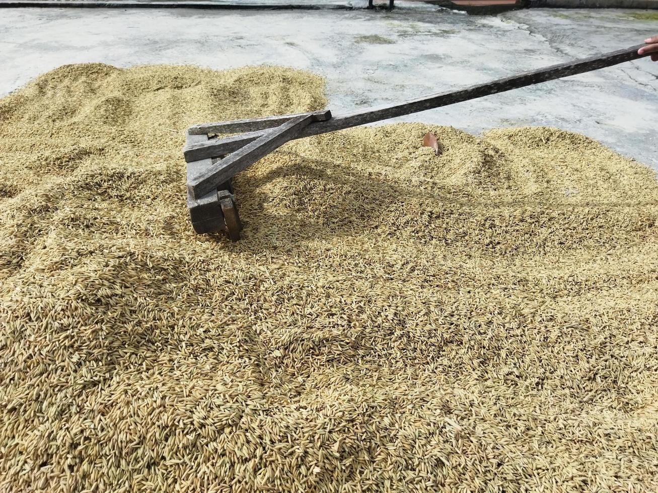 Dry grain rice photo