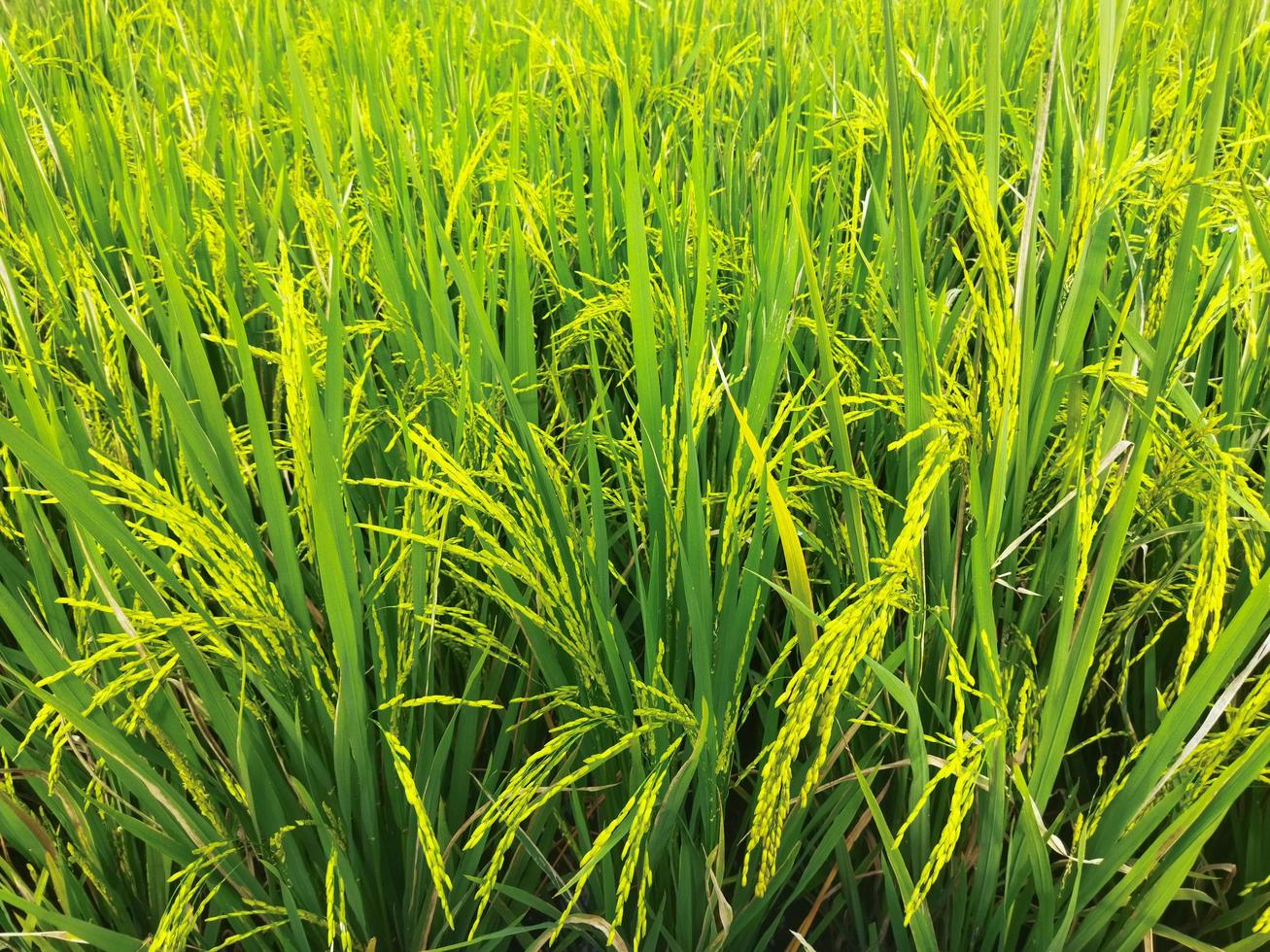 Oryza sativa plant photo