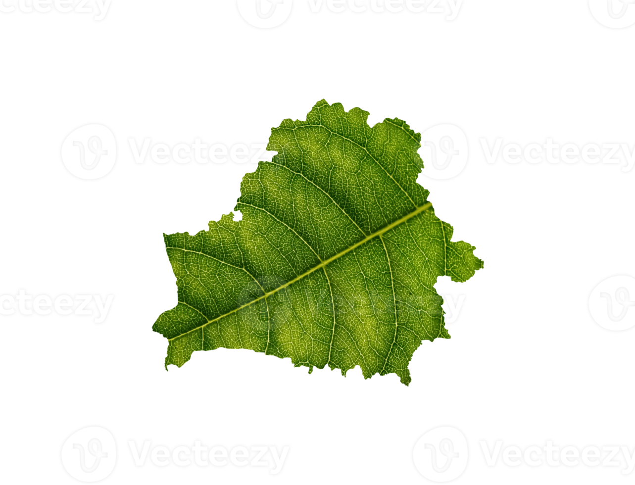 Wit-Rusland kaart gemaakt van groen bladeren, concept ecologie kaart groen blad Aan bodem png