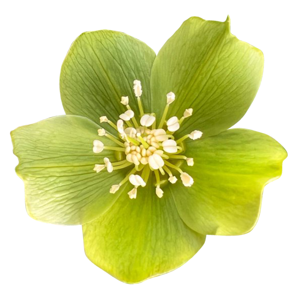 green Hellebore flower png