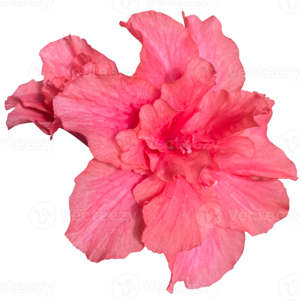 Azalea flower png